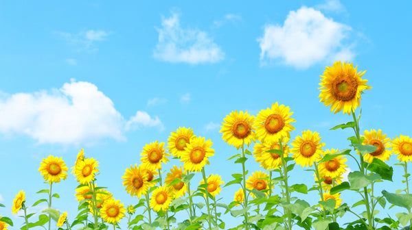 【風水】夏に財布を買い替えるのはNG? 運気の上がる時期を解説