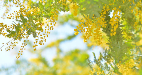 本革の魅力を深掘り！タンニン鞣しについて徹底解説