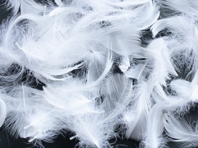 フェザーの特徴