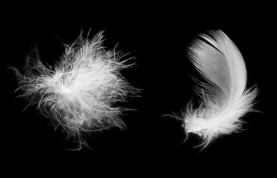 ダウンとフェザーの混率について